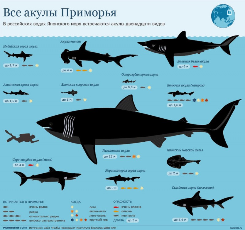 Виды и отряды акул — характеристика, примеры и фото