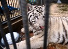 Цирк Запашных передал зоопарку Владивостока белого тигра