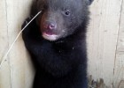 Медвежонка Митю приютил мини-зоопарк в Борисовке