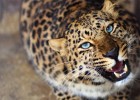 Дальневосточные леопарды появятся в сафари-парке в Приморье