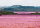 В Чили расцвела самая сухая в мире пустыня