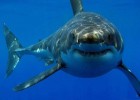 Какие есть меры предосторожности для защиты от акул и какие меры будут предприняты властями?