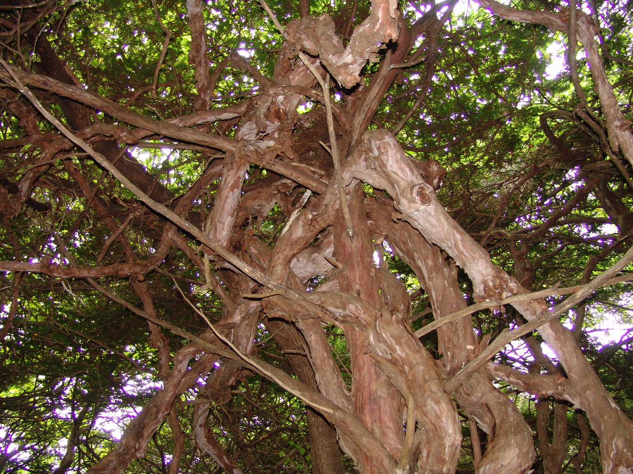 Тисс Приморский дерево