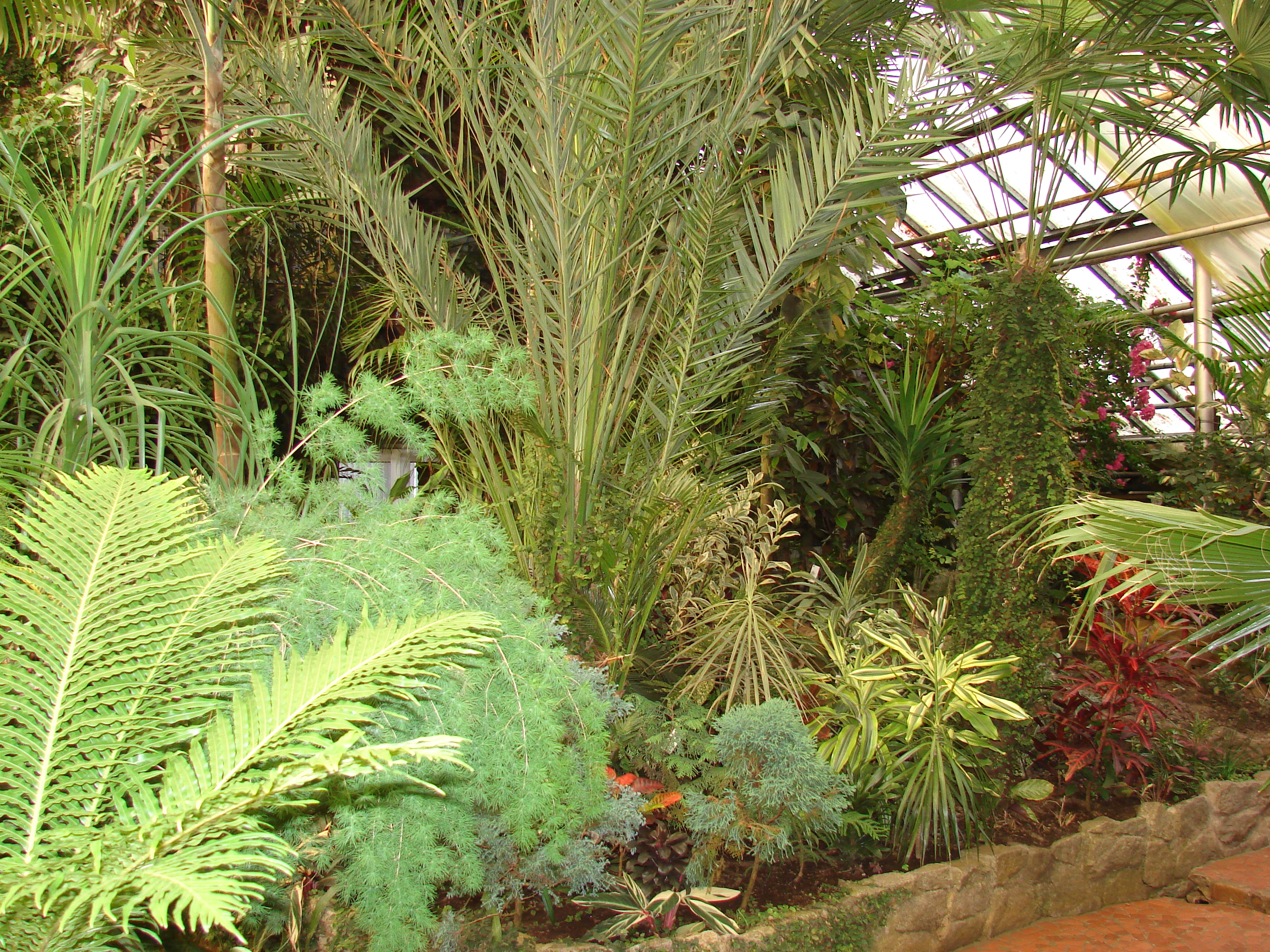 Ботанический сад в Амурске можжевельник