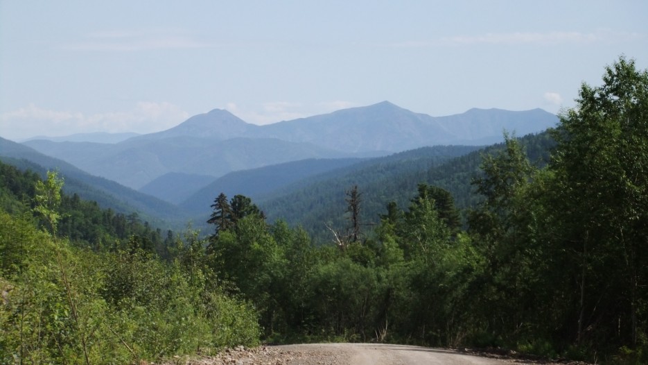 Приморская тайга фото