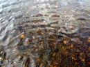 Вода . (р. Уссури)