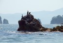 Бакланы на скалах
