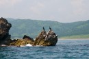 Бакланы на скалах возле мыса Льва.