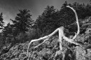 Коряга.

Партизанский район.