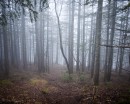 Утренний туман.

Гора Туманная. Партизанский р-н.