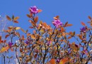 Рододендрон, второе цветение. Октябрь, г.Туманная