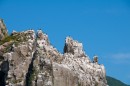 Полуостров Гамова, мыс Скалистый. Бакланы на скалах