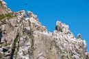 Полуостров Гамова, мыс Скалистый. Бакланы на скалах