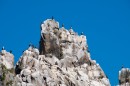 Полуостров Гамова, мыс Скалистый. Бакланы на скалах