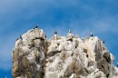 Полуостров Гамова, мыс Скалистый. Бакланы на скалах