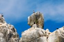 Полуостров Гамова, мыс Скалистый. Бакланы на скалах