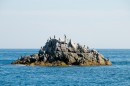 Бакланы на скале в море