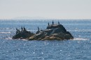 Бакланы на скале в море