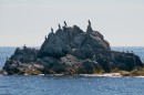 Бакланы на скале в море