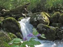 Водопад. На переднем плане - цветущий аконит.
