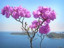 Рододендрон... или с праздником, дорогие женщины! 
 На острове Кротова. Видны о-ва Моисеева и Сергеева.