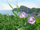 Южная бухта острова Сибирякова.