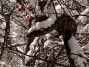Дерево-кобра (охраняет "кольцо Фалазы" )