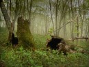 На горе Янковского, Хасанский р-н.