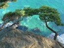 Сосны над изумрудной водой.  
Бухта Алексеева, Полуостров Гамова.
