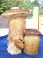 Улитка позирует