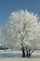 Белое дерево