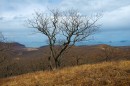 Деревце на фоне островов морского заповедника