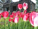 Красавицы и чудовище. Лесозаводск
