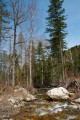 Русло реки Алексеевки