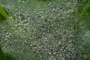 Капельки дождя на паутинке. Астафьева