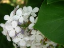 Цветет сирень. Лесозаводск