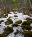 Тайга на пути к водопаду. Склон горы Лысой