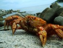 Дары морские:)