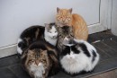 Кошаки фото сделано в санатории Амурский залив. А вообще их там 12 штук.