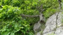Лось в кустах. Берег Триозерья.