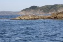 Самые многочисленные обитатели местных скал. Бакланы и чайки.  Полуостров Гамова. Хасанский район.