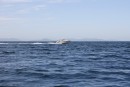 Морские прогулки в ассортименте. Обращаться в село Андреевка, полуостров Гамова, Хасанский район.