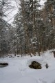 Тайга возле водопада
