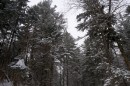 Тайга возле водопада