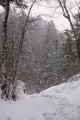 Тайга возле водопада. Верхний срез.