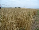 Михайловский район, село Осиновка