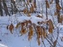 Почему не все листья опадают осенью?