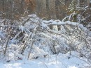 Снег налип на дерево