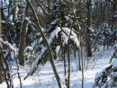 Зима в Ботаническом саду