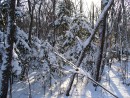 Зима в Ботаническом саду